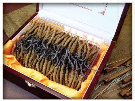 武宣冬虫夏草回收